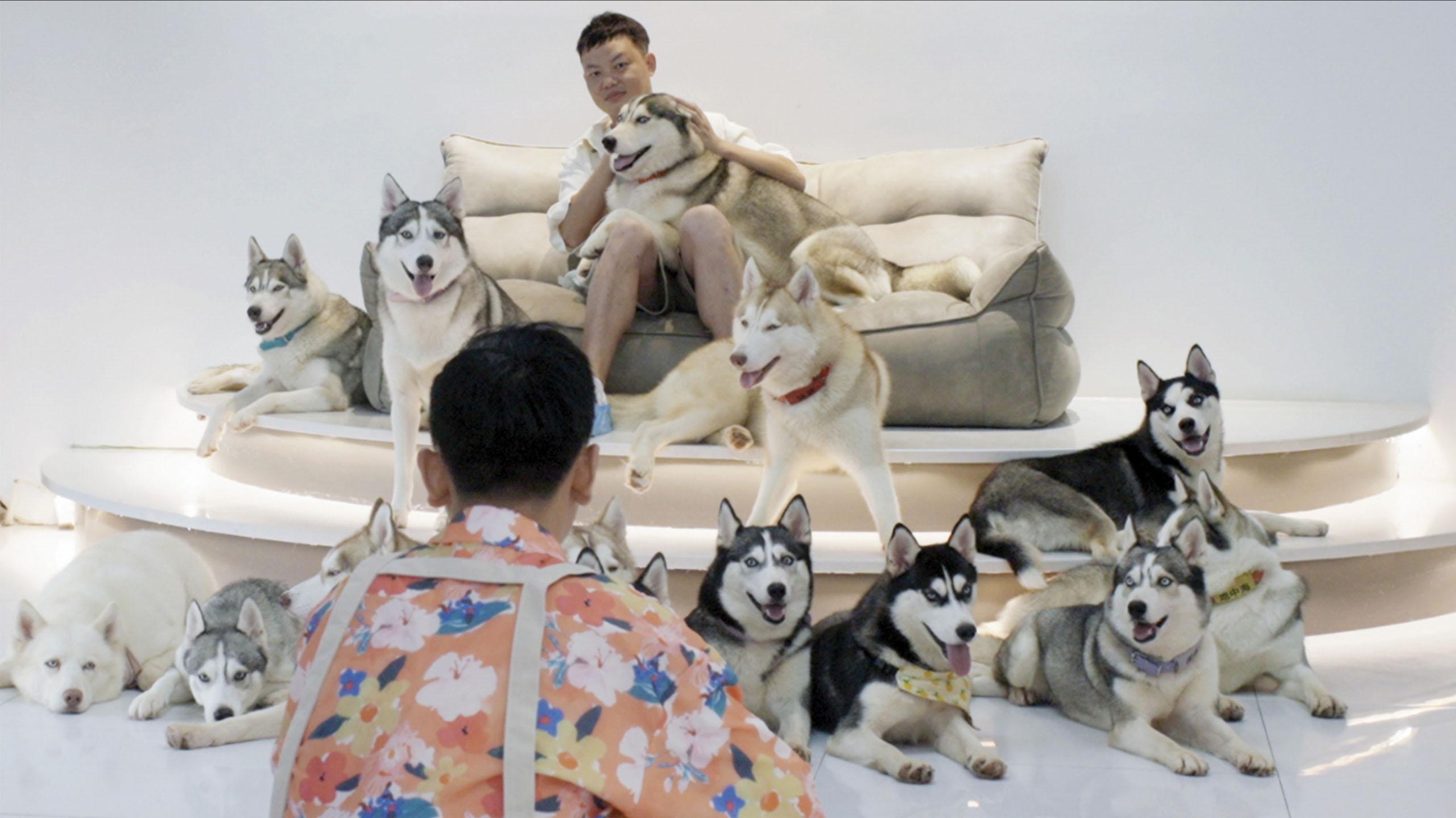 Man sitting on a sofa that is placed on a platform surrounded by over 10 huskys, foregrounded by another man facing the dogs and sofa crouching over.