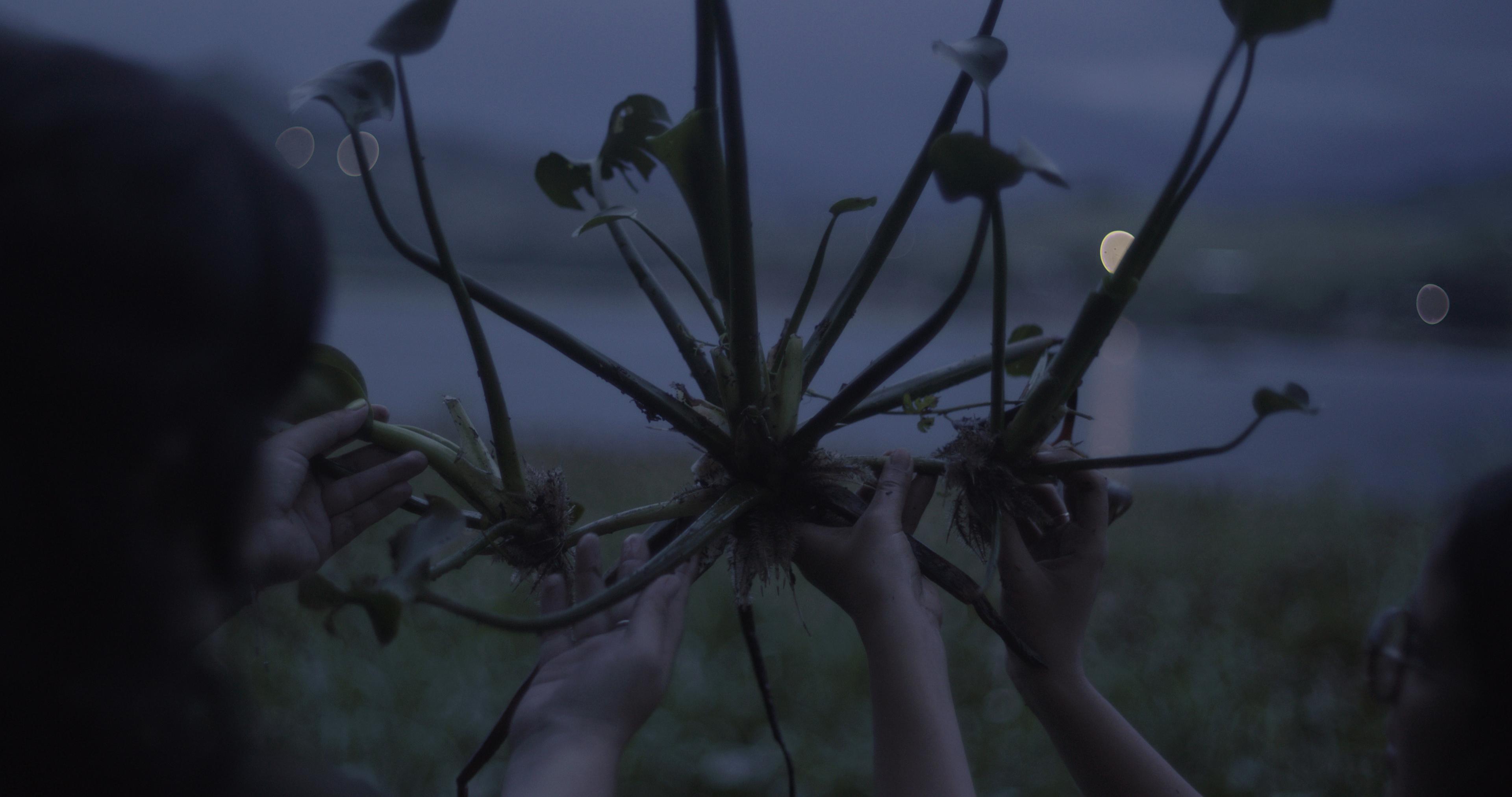 Two people hold up a sprawling plant in front of a lagoon.